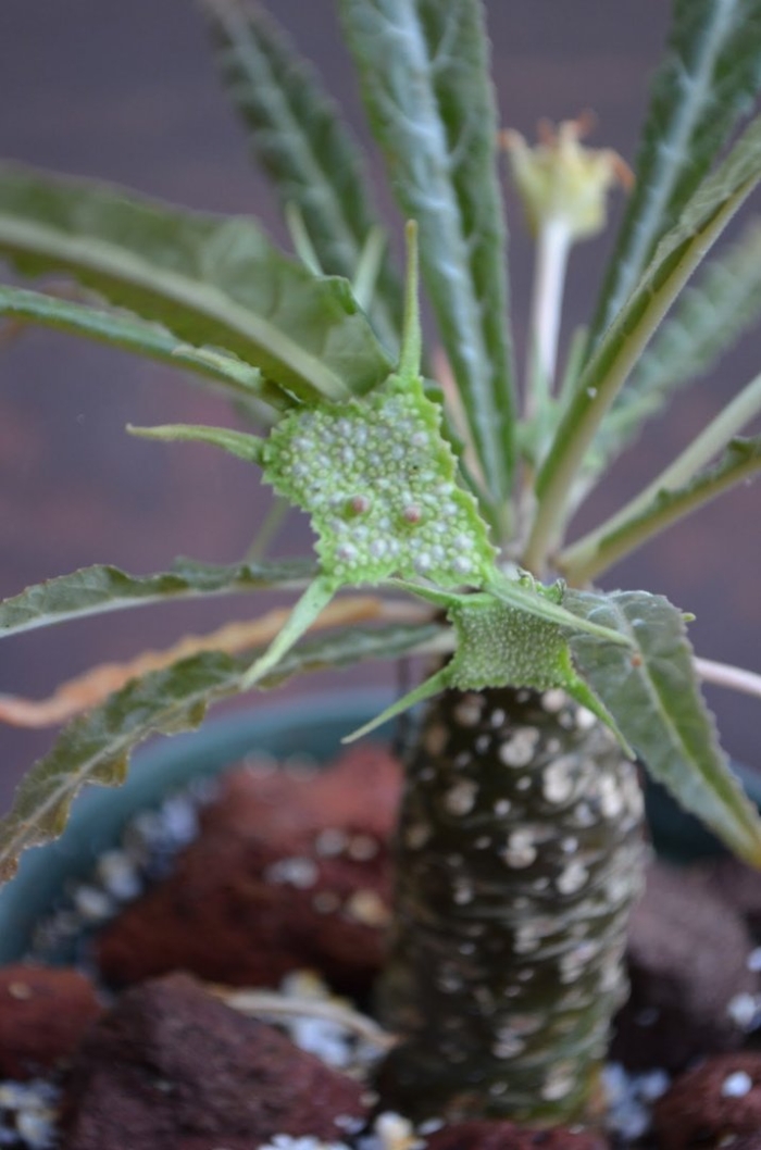 Дорстения криспа