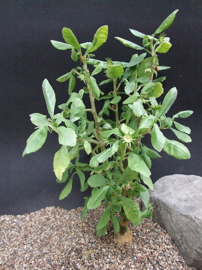 Euphorbia francoisii