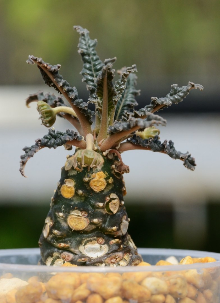 Дорстения криспа