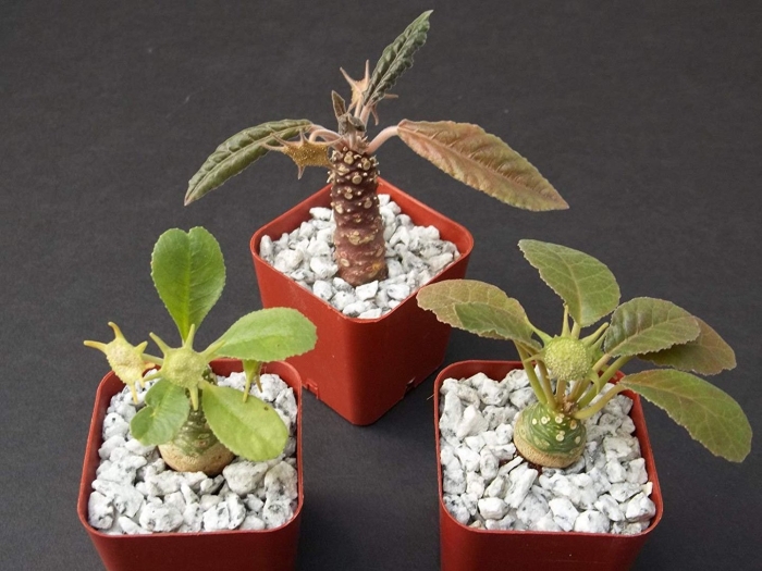 Дорстения суккулент