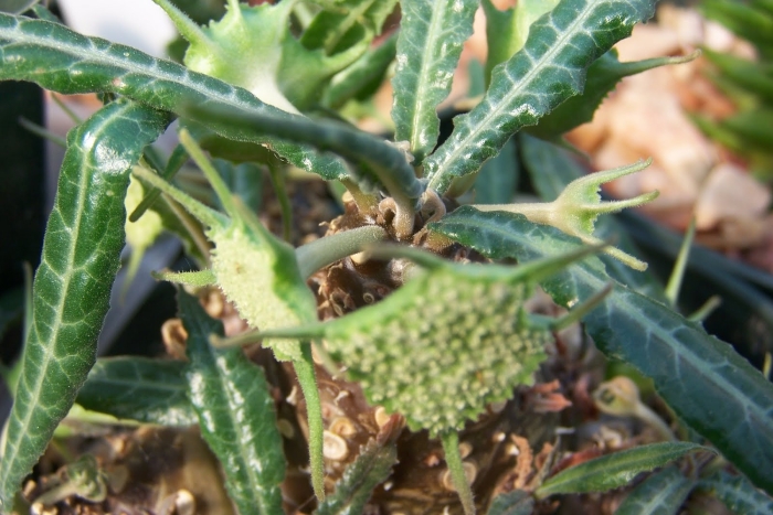 Дорстения фоэтида