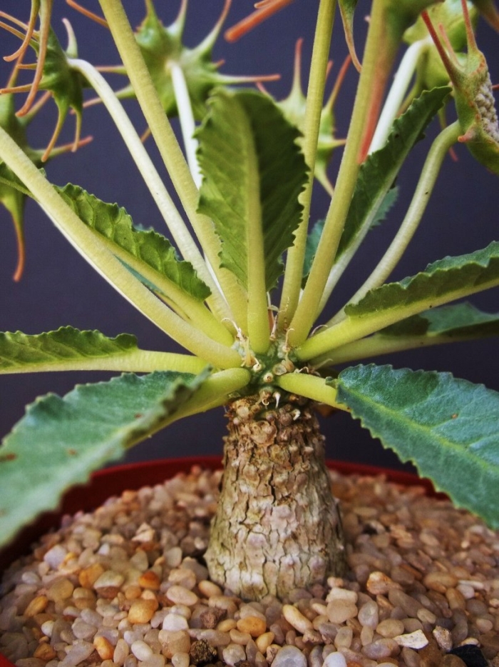 Дорстения хорвуда