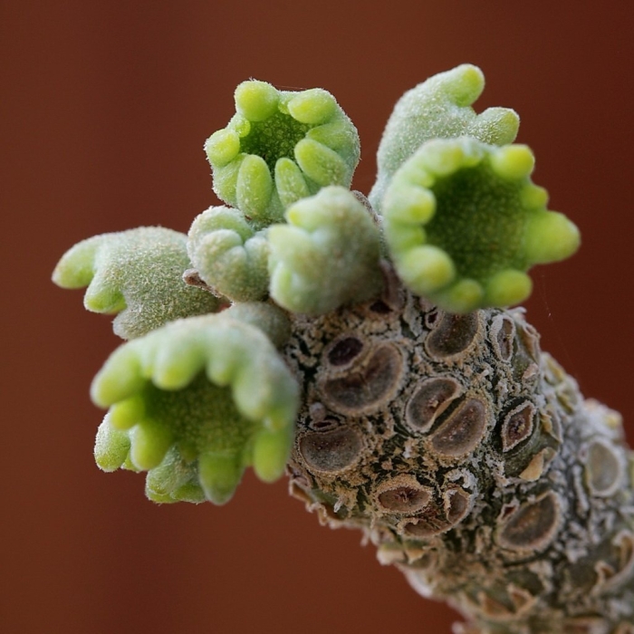 Larryleachia cactiformis