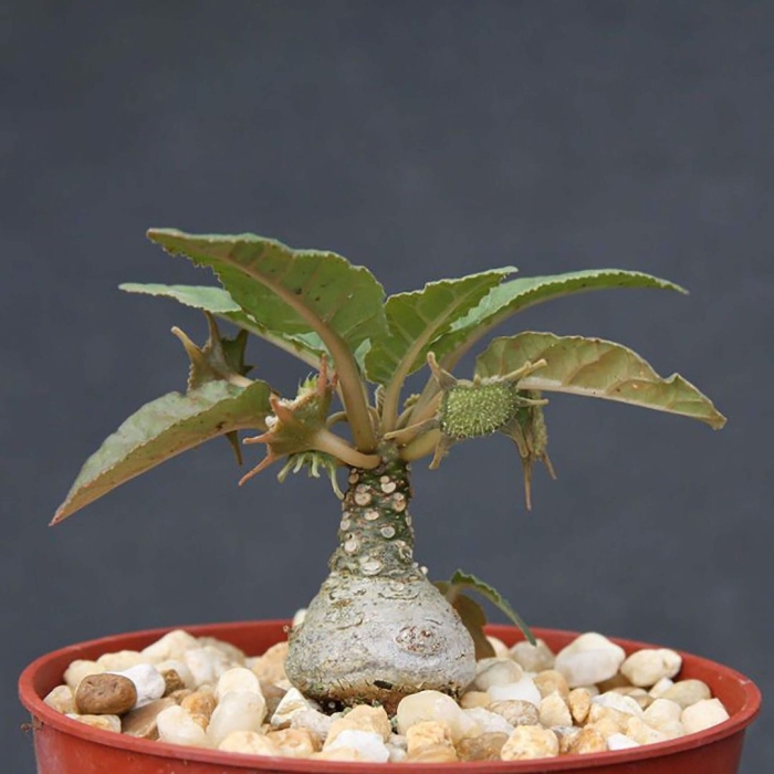 Дорстения фоэтида