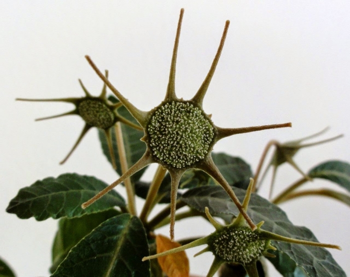 Суккулент dorstenia foetida