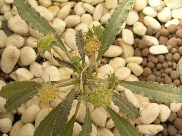 Дорстения хорвуда