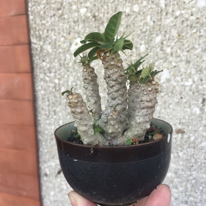 Dorstenia gypsophila