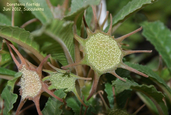 Дорстения фоэтида