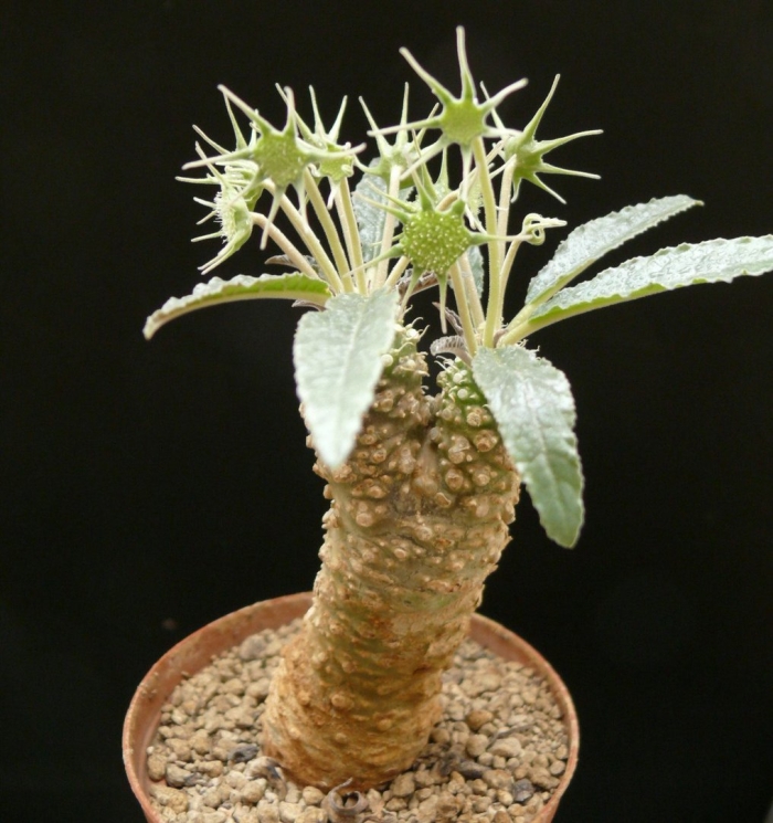 Дорстения лансифолия