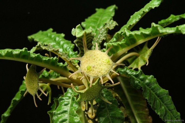 Дорстения гигантская