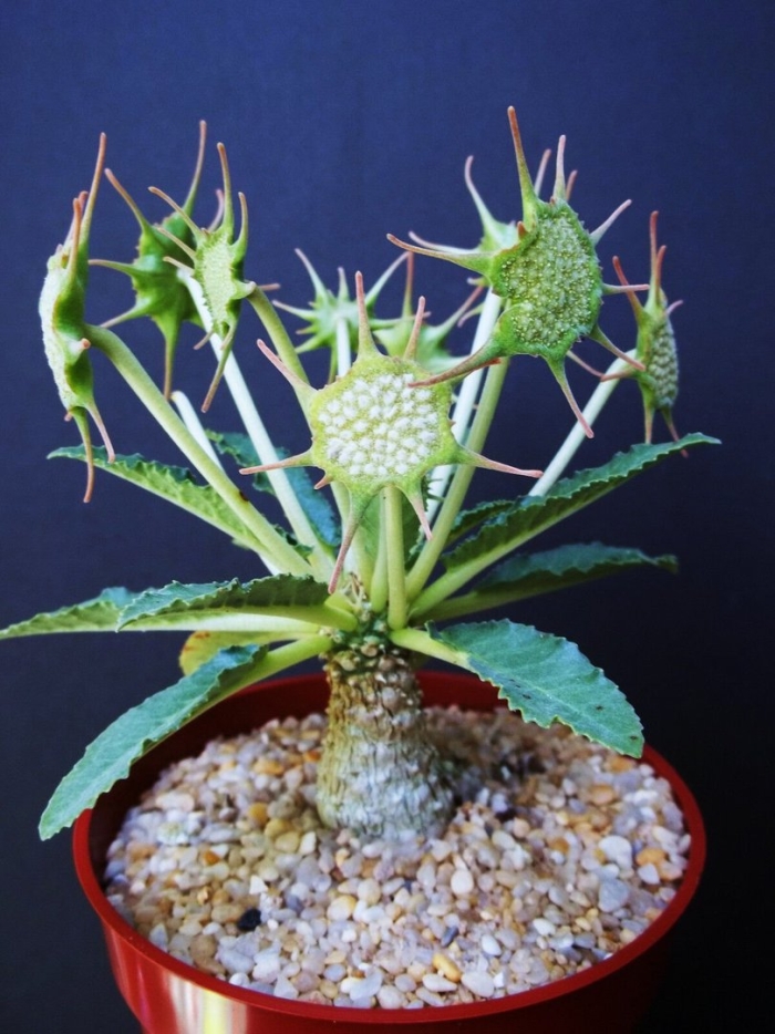 Dorstenia horwoodii
