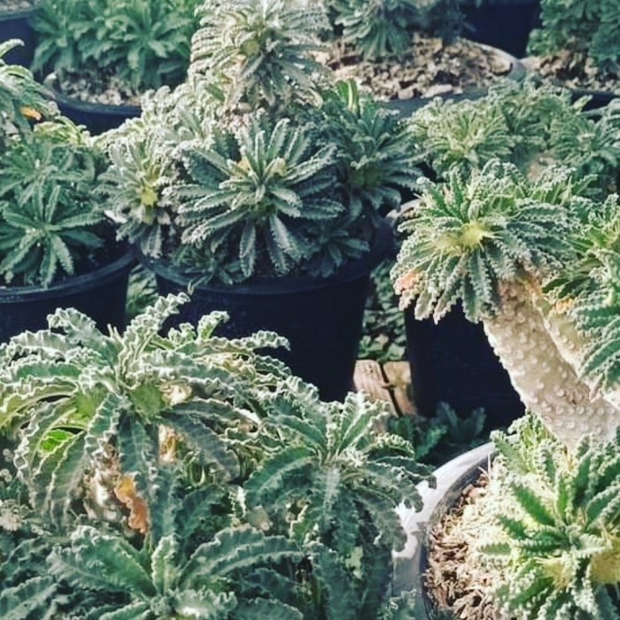 Дорстения лаврани