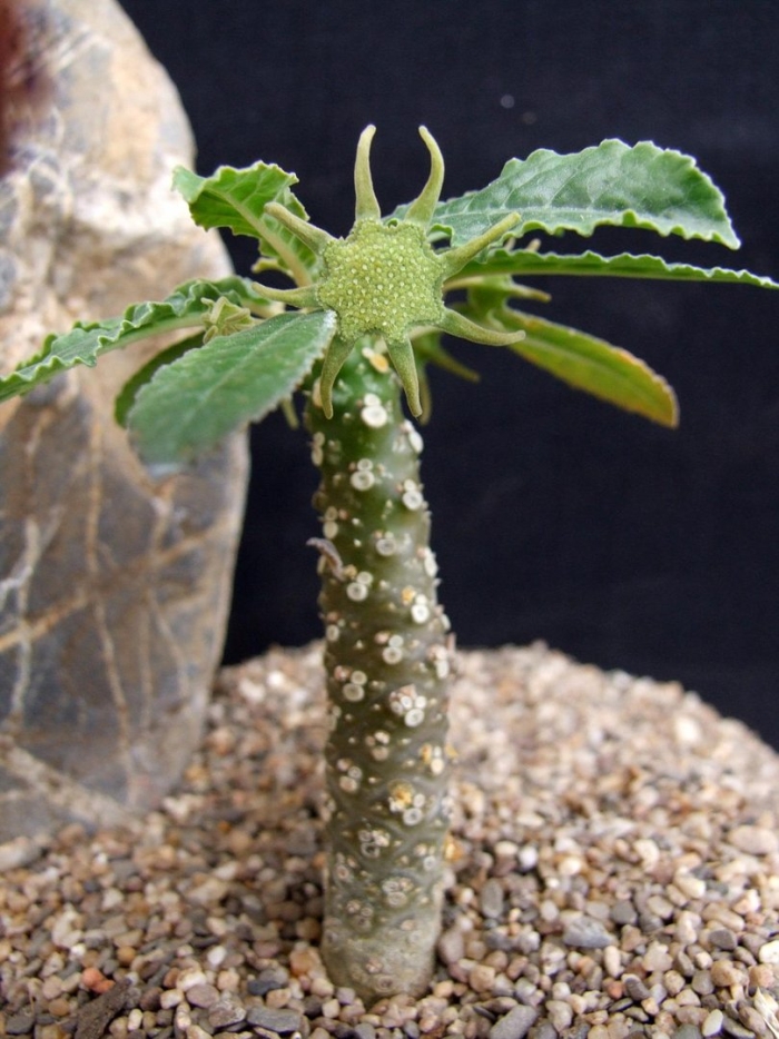 Dorstenia lavrani
