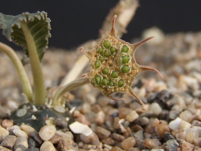 Суккулент dorstenia foetida