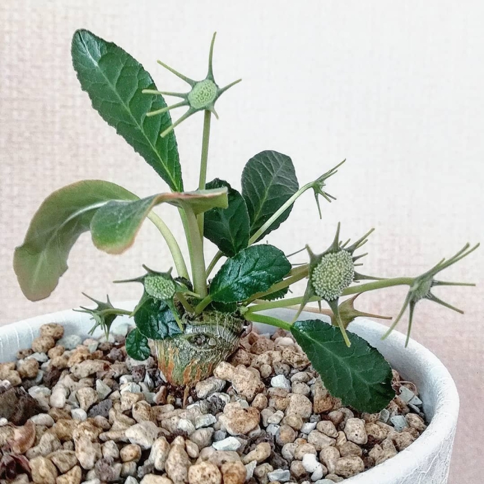 Дорстения хорвуда