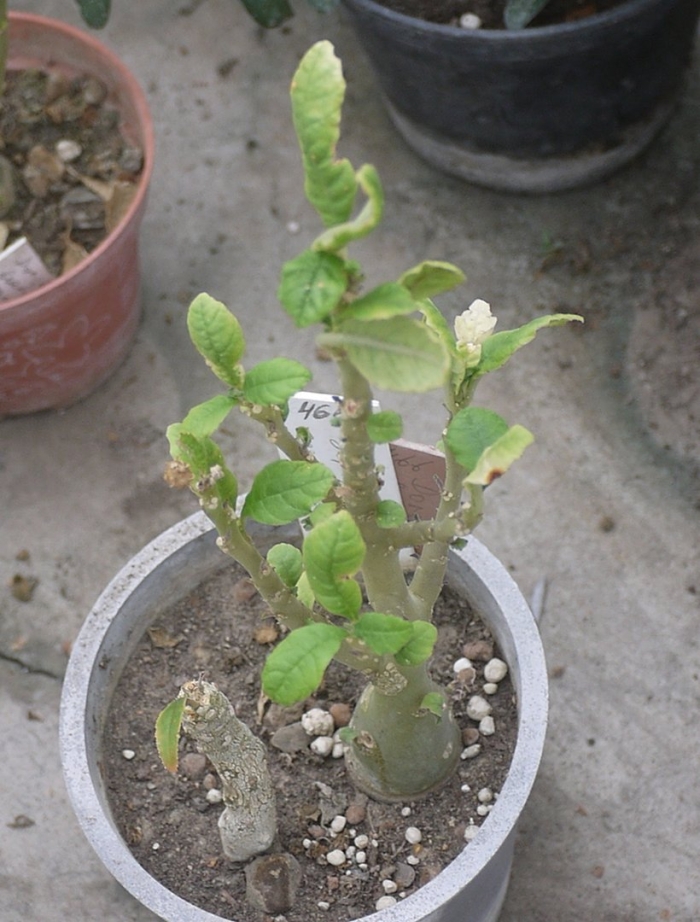 Дорстения хильдебрандта