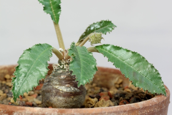 Dorstenia horwoodii