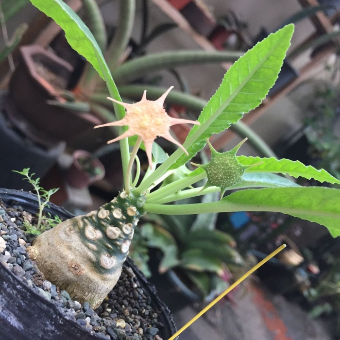 Дорстения криспа