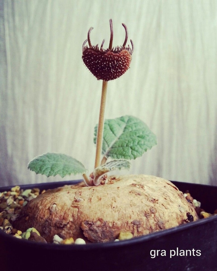 Dorstenia ellenbeckiana