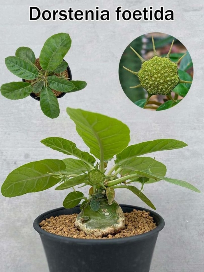 Дорстения хильдебрандта