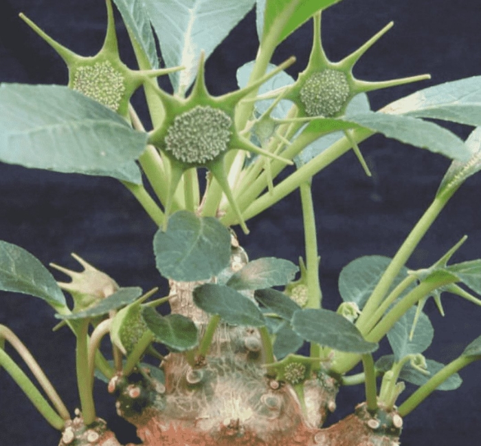 Дорстения фоэтида