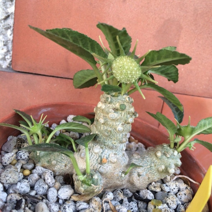 Dorstenia foetida