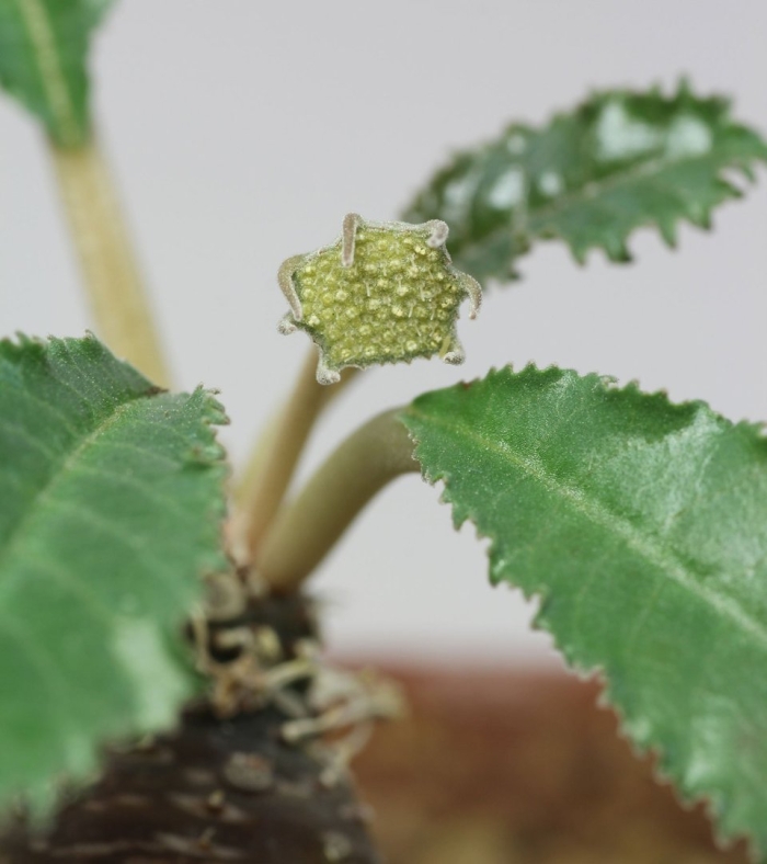 Dorstenia cuspidata