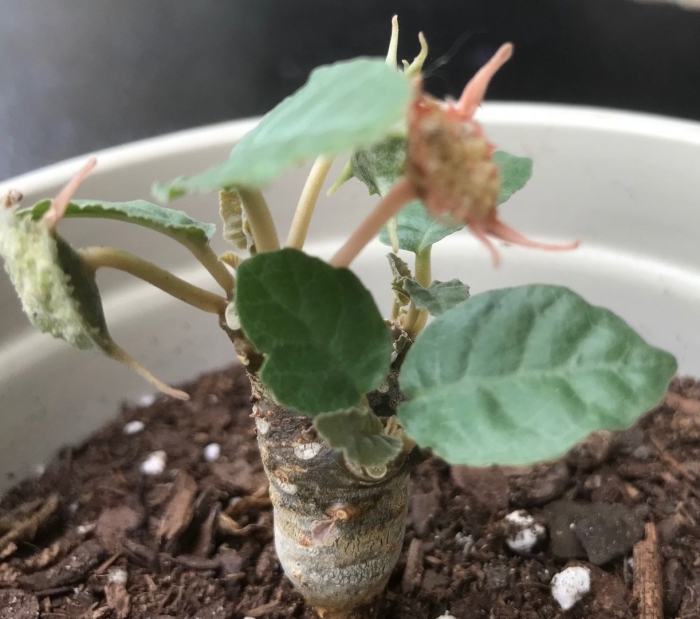 Dorstenia hildebrandtii