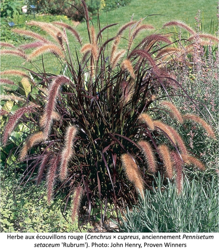 Pennisetum advena