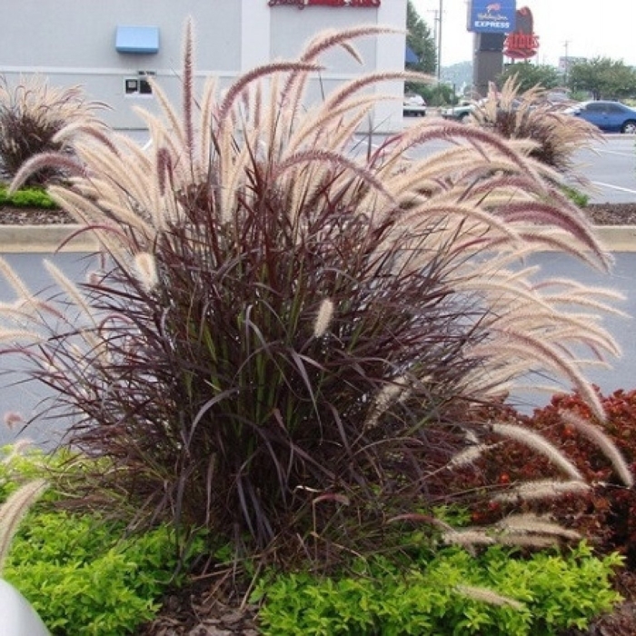 Пеннисетум адвена рубрум