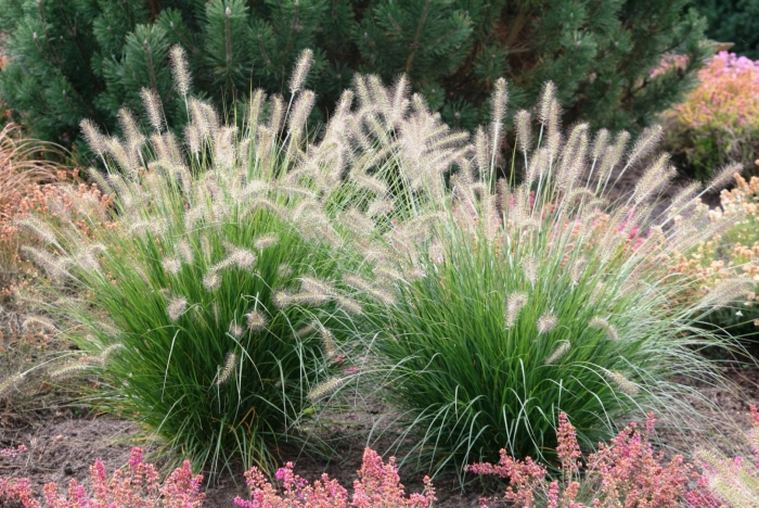 Пеннисетум лисохвостый