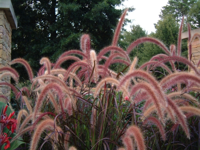 Pennisetum orientale