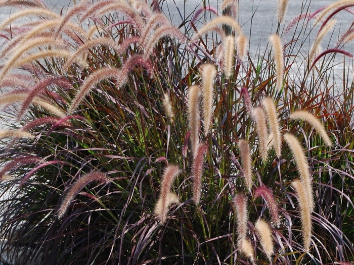 Перистощетинник сизый