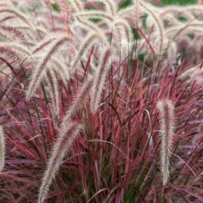 Пеннисетум ред барон