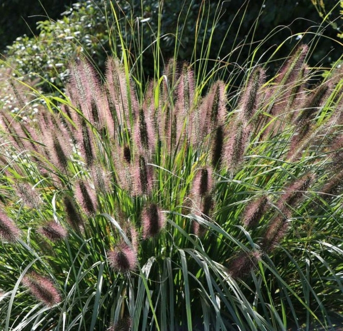 Пеннисетум маудри