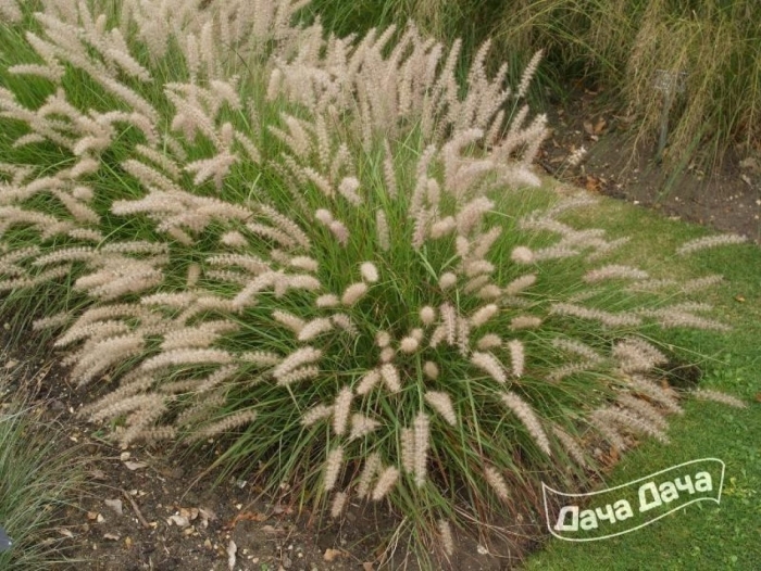 Pennisetum orientale