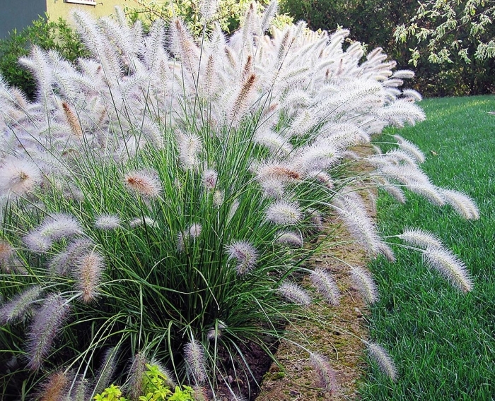 Pennisetum villosum