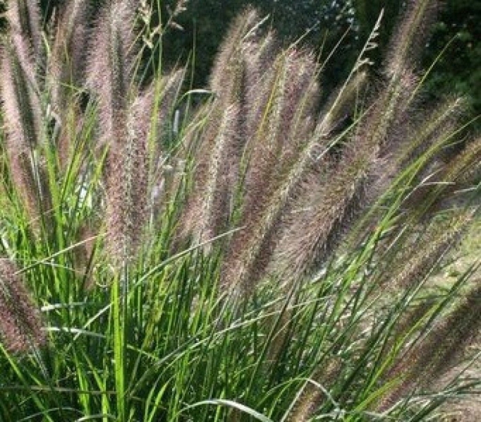 Пеннисетум виридесценс