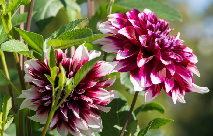 Георгин tyrell