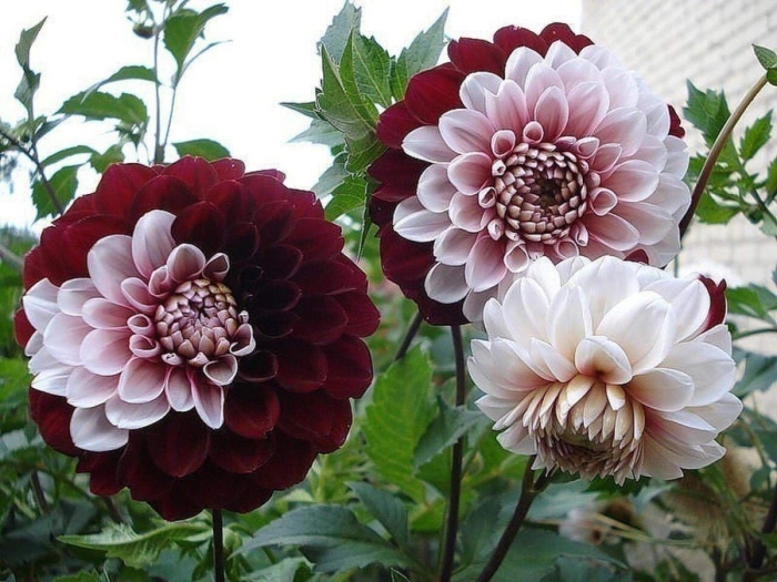 Георгины кэрол