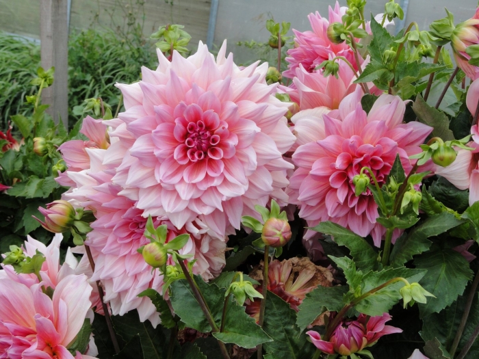 Пионовидные георгины