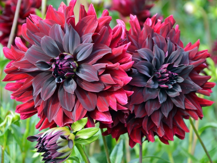 Сорта георгин