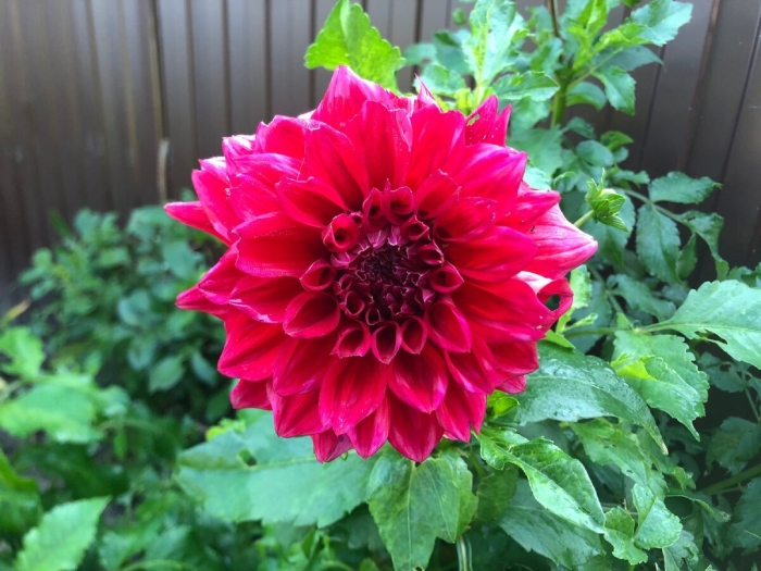 Георгины гибридные фреско