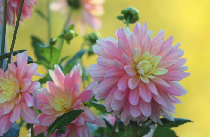 Георгина дольче вита