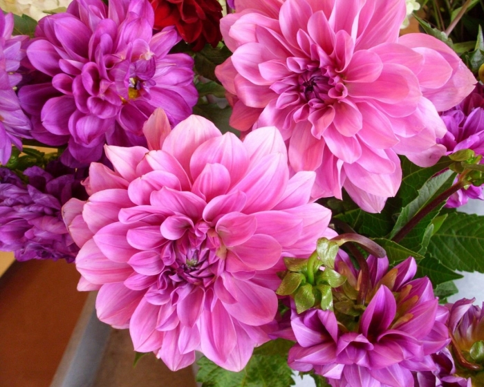 Георгины далия