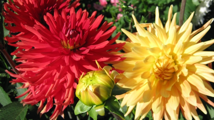 Георгина steve meggos