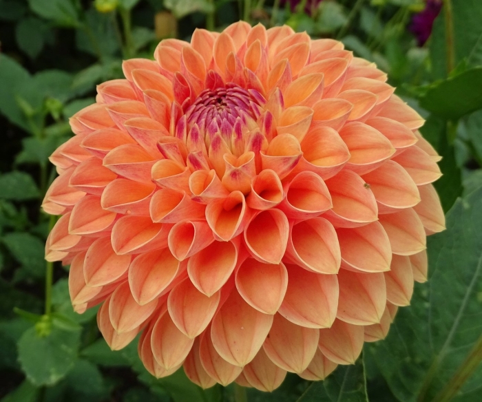Георгины dahlia