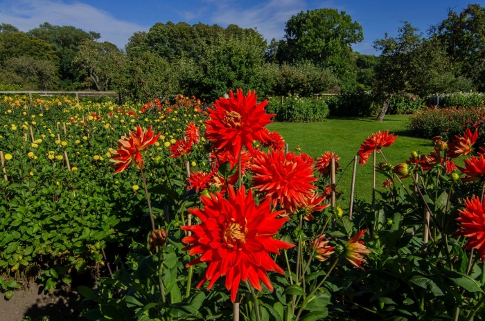 Многолетние георгины