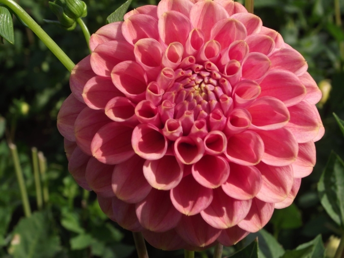 Георгина фернклифф инспирейшн