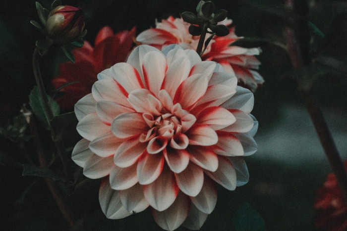 Георгина виттем